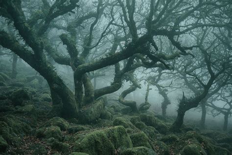 Enchanting Photographs Of A Misty English Wood By Neil Burnell