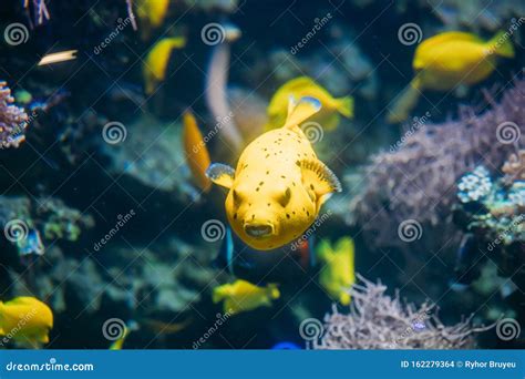 Yellow Blackspotted Puffer Fish Against Blue Background Side Profile