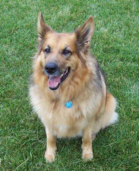 German Shepherd Border Collie Mix Adult