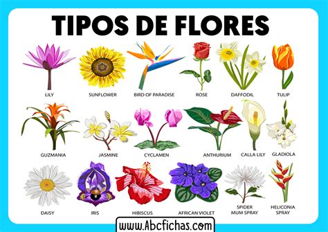 top 124 imagenes de flores de diferentes tipos mx