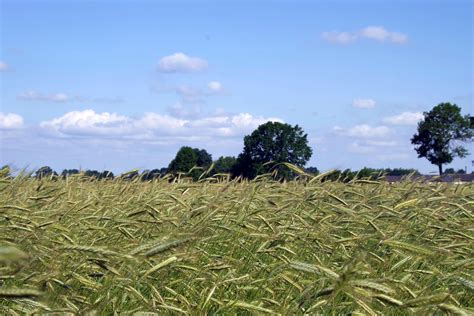 Free Images Landscape Field Barley Wheat Prairie Flower Summer