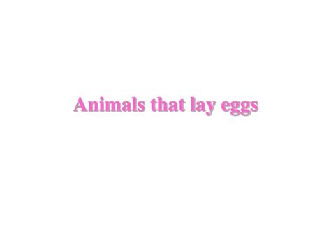 Most birds lay eggs in a nest. PPT - Animals that lay eggs PowerPoint Presentation - ID ...