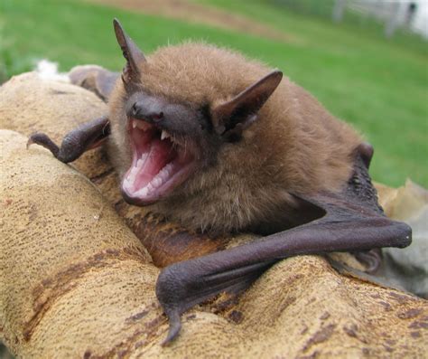 Hermit Musings Virginia Little Brown Bat