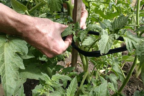 Discover The Best Way To Stake Tomatoes Tips For Staking Tomato Plants
