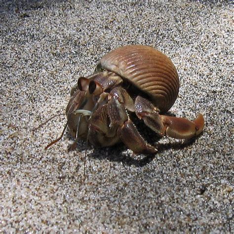Any crab, hermit crabs included are likely to eat dead bugs that they encounter. Costa Rica 2006: Insects & Crustaceans
