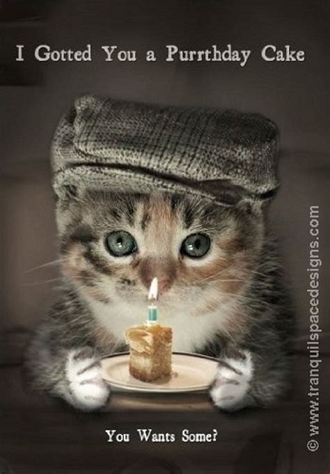 Cat Birthday Wishes Bing Happy Birthday Cat Cat Birthday Wishes