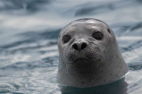Ге́нри олу́сегун адео́ла сэ́мюэл (англ. Harbour Seal - WildNature Photo Expeditions