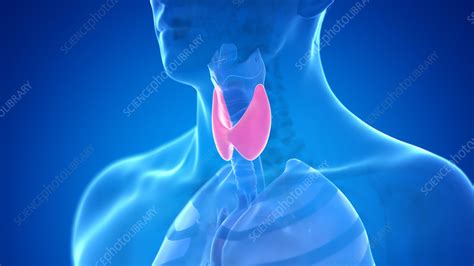 Human Thyroid Gland Illustration Stock Image F0352621 Science