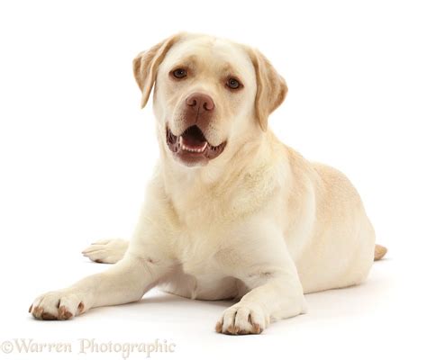 Dog Pale Yellow Labrador 3 Years Old Photo Wp50024