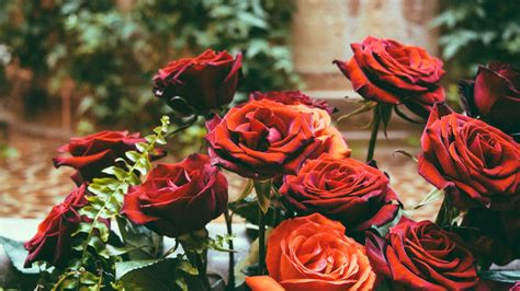 Download Wallpaper 1366x768 Roses Hydrangeas Flower Bed