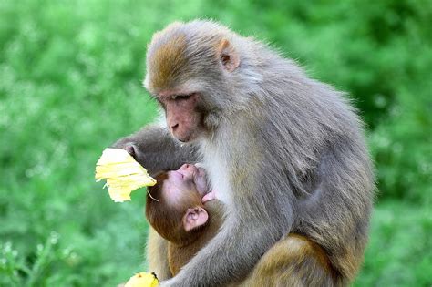 Monkey Baby Ape Free Photo On Pixabay