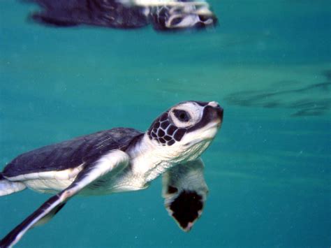Federal Government Agrees To Protect Green Sea Turtle Habitat Center