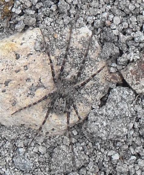 Wolf Spider Wikipedia The Free Encyclopedia Wolf Spider Spider