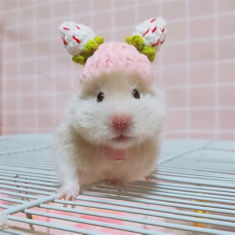 Tiny Strawberry Costume Hat For Hamsters Lizard Hats Cute Etsy