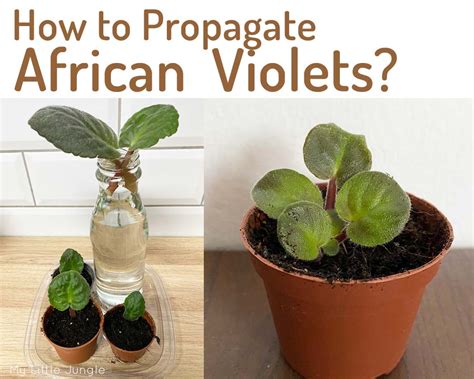 How To Propagate African Violets My Little Jungle