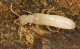 Images of Termite Form 99a