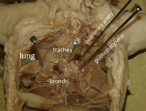 Respiratory System - Fetal Pigs in Biology