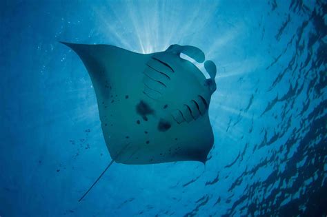 Maldives Underwater World Manta Rays