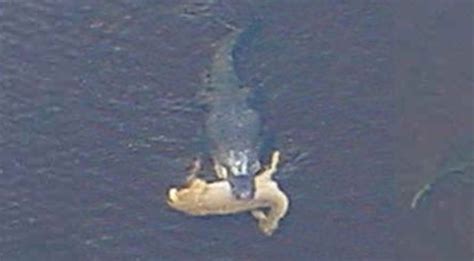 Massive Alligator Swimming With Whole Deer In Its Jaws