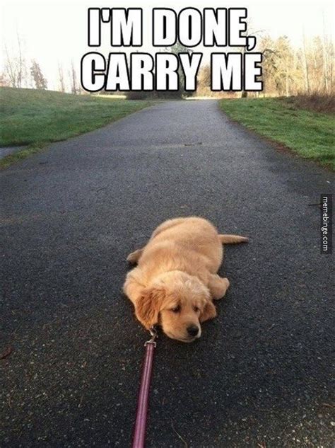 Puppy Too Tired To Walk 1tvbsme The Official Meme