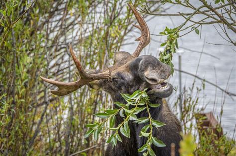Bull Moose Free Stock Photo Public Domain Pictures