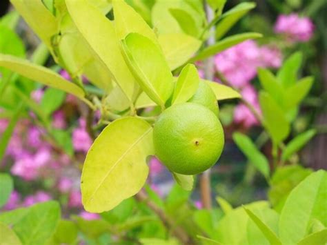 5 Reasons Lime Tree Leaves Turn Yellow And How To Fix It Couch To
