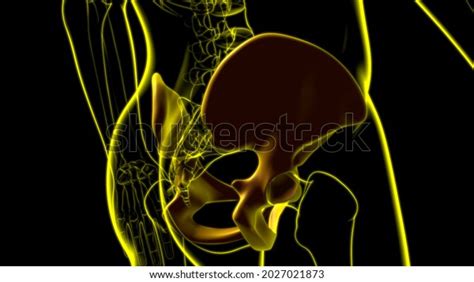 Human Skeleton Hip Pelvic Bone Anatomy Stock Illustration 2027021873