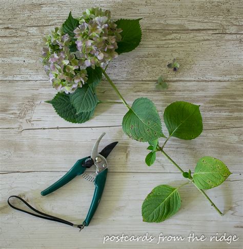 How To Easily Dry Hydrangeas Postcards From The Ridge