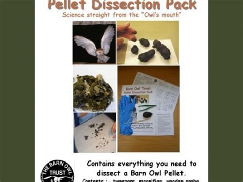 Barn Owl Pellet Analysis And Dissection The Barn Owl Trust