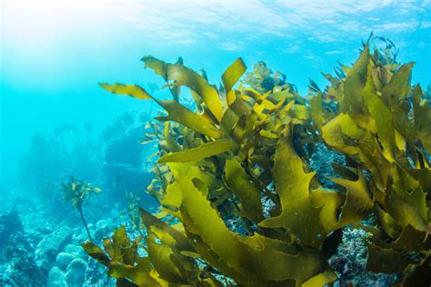 Is Seaweed Good For You Pros Cons And How To Add It To Your Diet