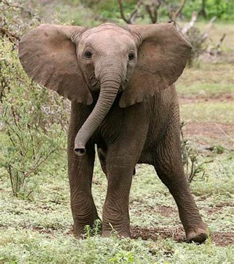 The 35 Cutest Baby Elephants You Will See Today