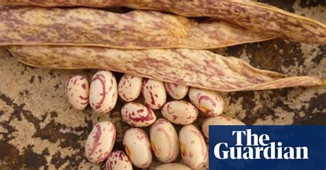 Confessions Of A Greedy Bean Eater Allotments The Guardian