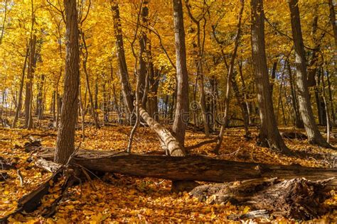 Autumn In The Woods Stock Photo Image Of Fall Rock 61322570