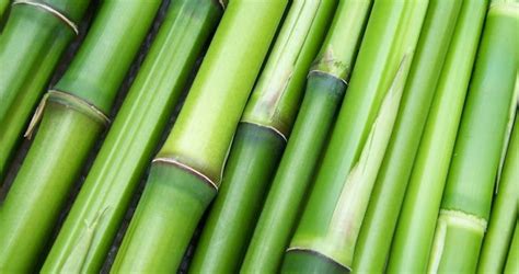 Why Is Bamboo A Sustainable Material Household Wonders