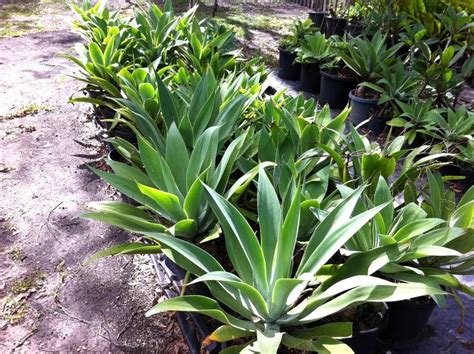 Arbor with 'sally holmes' rose; Outdoor Tropical Plants | AGAVE SUCCULANT PLANTS TROPICAL ...