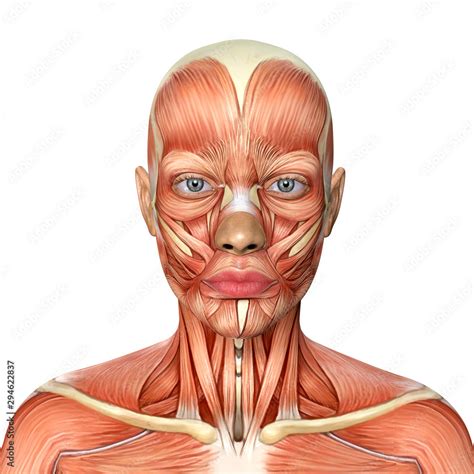 3d Illustration Of Female Head Muscles Anatomy Stock Illustration