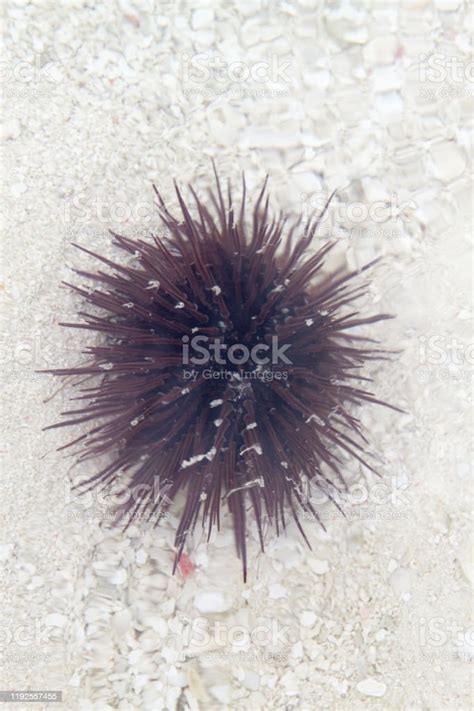 Sea Urchin Closeup Stock Photo Download Image Now Animal Danger