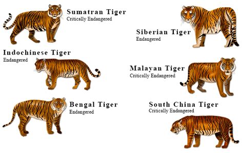 Different Types Of Tigers Found In The World