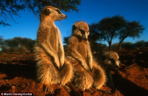 Drongo The Bird That Impersonates A Meerkat To Steal Food Daily Mail