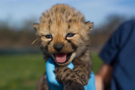 Baby Cheetah Images Most Popular Baby Cheetah Images 31466