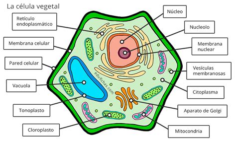 Esquema De La Celula Vegetal Con Sus Partes Y Funcion