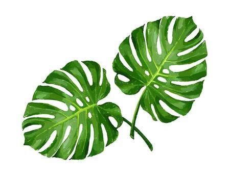 Tropical monstera leaf color isolated realistic illustration | Monstera ...