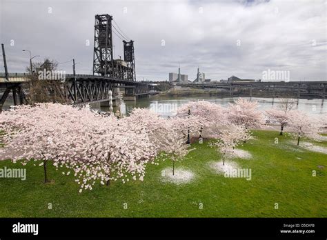 Cherry Blossoms Trees Along Willamette River By Steel Bridge In