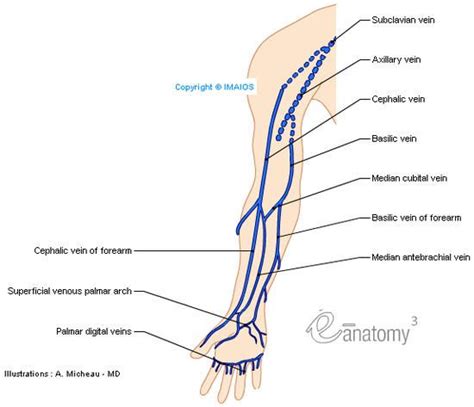 It gives off several small branches before continuing on as the axillary artery. Superficial veins of upper limb - Anatomy : Illustrations: A. Micheau ... | Upper limb anatomy ...