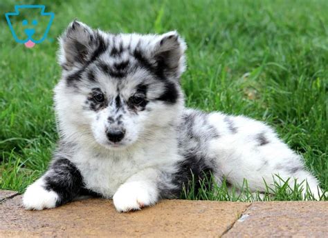 Well you're in luck, because here they come. Iris | Pomsky Puppy For Sale | Keystone Puppies