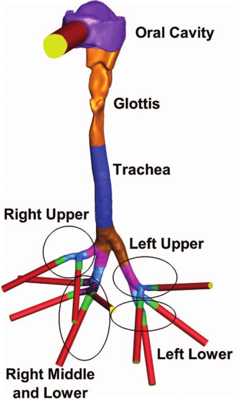 Cast As Airway Branches For Each Lung Lobar Download Scientific Diagram