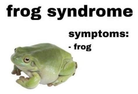 Giggles Week 12 Frog Memes Myebeat