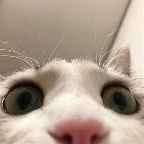 Cats Caught In The Act Trying To Open Phones Photos In 2021 Cats