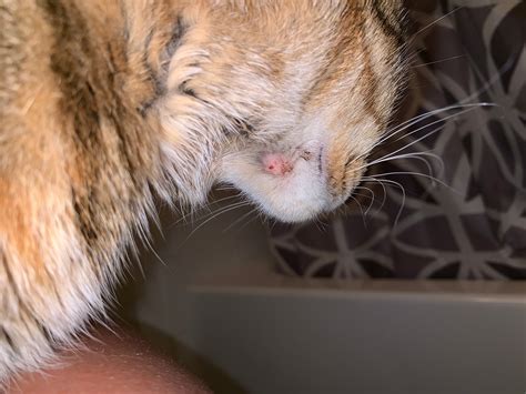 My Cat Has A Patch Of Fur Missing On Her Chin And What Looks Like A