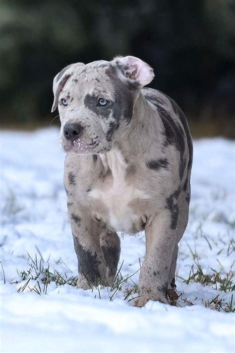 They are also readily available at most animal shelters. Merle Pitbull Puppy in 2020 | Bully breeds dogs, Pitbull ...